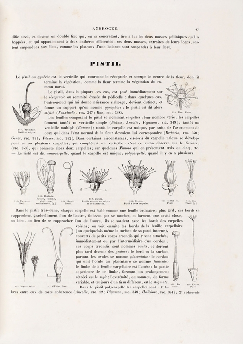 [2340 иллюстраций!] Ле Мау, Э. Ботанический атлас. [Le Maout, Emmanuel. Atlas Élémentaire de Botanique. На фр. яз.]. Париж: Chez Fortin, Masson & Langlois et Leclercq, 1846.