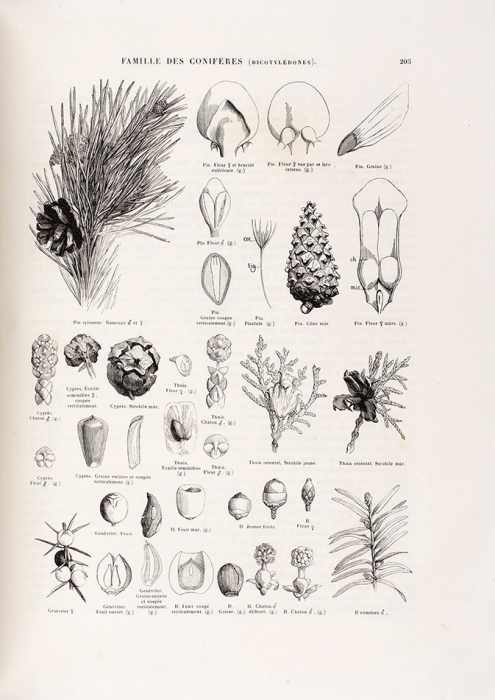 [2340 иллюстраций!] Ле Мау, Э. Ботанический атлас. [Le Maout, Emmanuel. Atlas Élémentaire de Botanique. На фр. яз.]. Париж: Chez Fortin, Masson & Langlois et Leclercq, 1846.