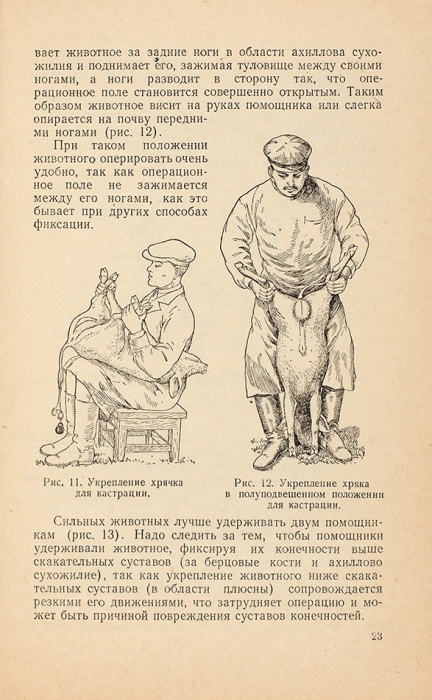 [Страшные рисунки] Студенцов, А. Кастрация самцов и самок рогатого скота и свиней. М.: Сельхозиздат, 1950.