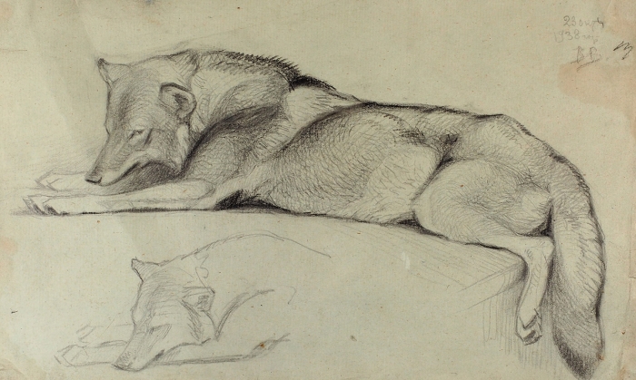 Ватагин Василий Алексеевич (1884–1969) «Волк». 1938. Бумага, графитный карандаш, 21,6x35,2 см.