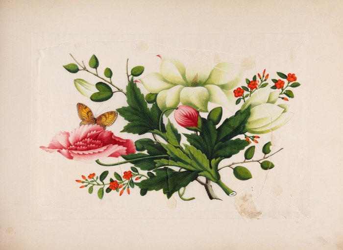 Альбом китайских экспортных миниатюр (тунцао чжи). 32 листа. 1850-е. Тетрапанакс (tetrapanax), минеральные краски. Размер альбома 31x43 см.